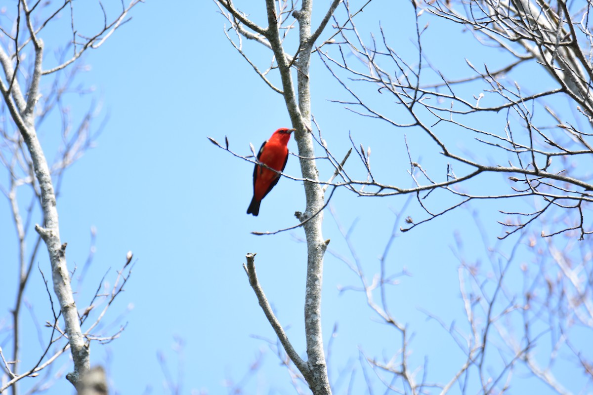 Scarlet Tanager - Zachary Peterson