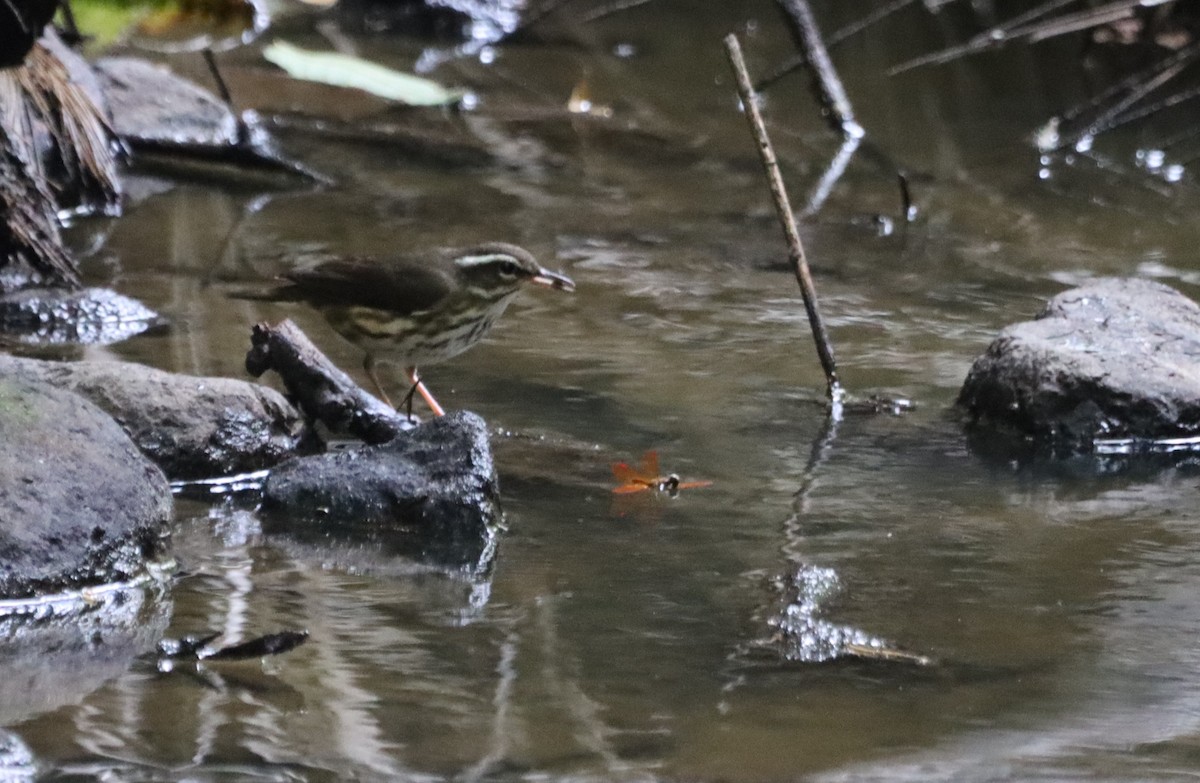 Louisiana Waterthrush - Oliver  Komar