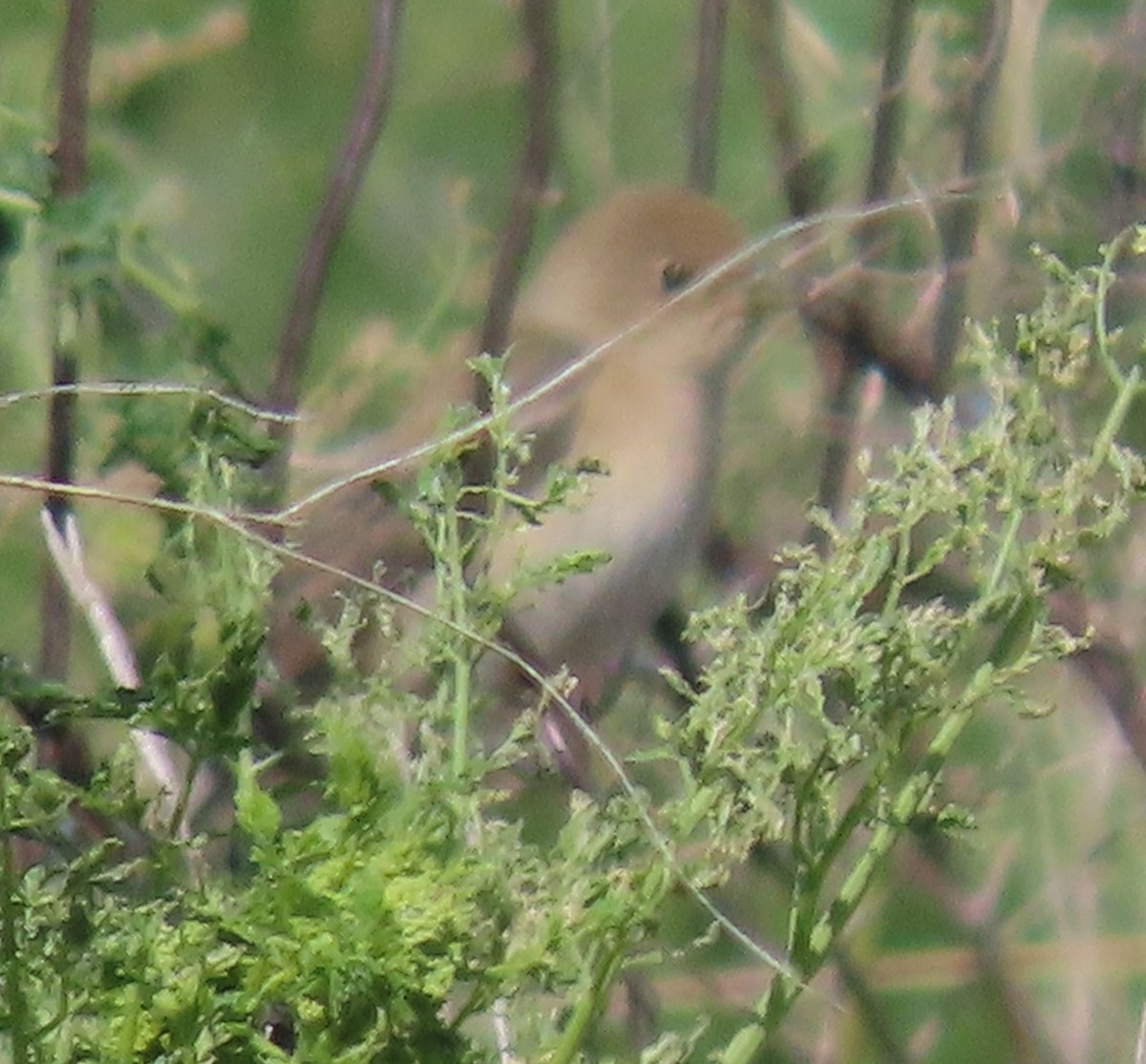 Lazuli Bunting - ML619657552