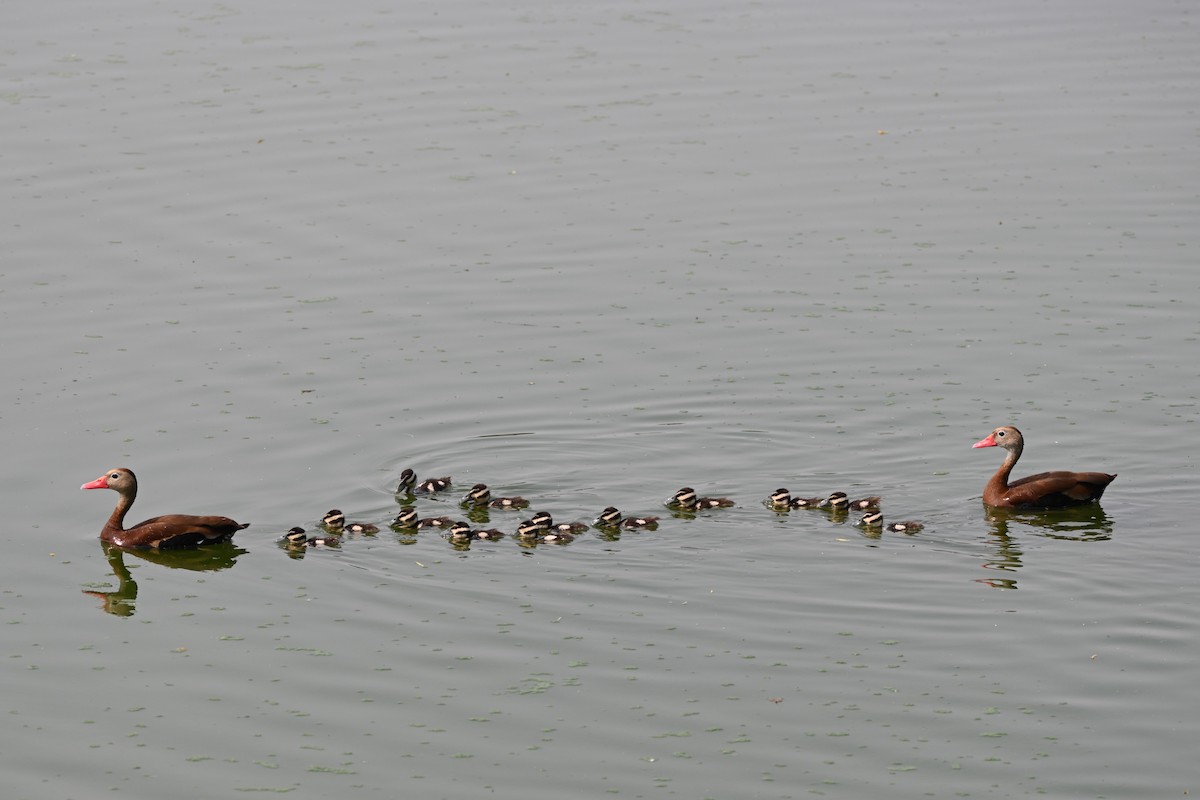 Black-bellied Whistling-Duck - ML619657553