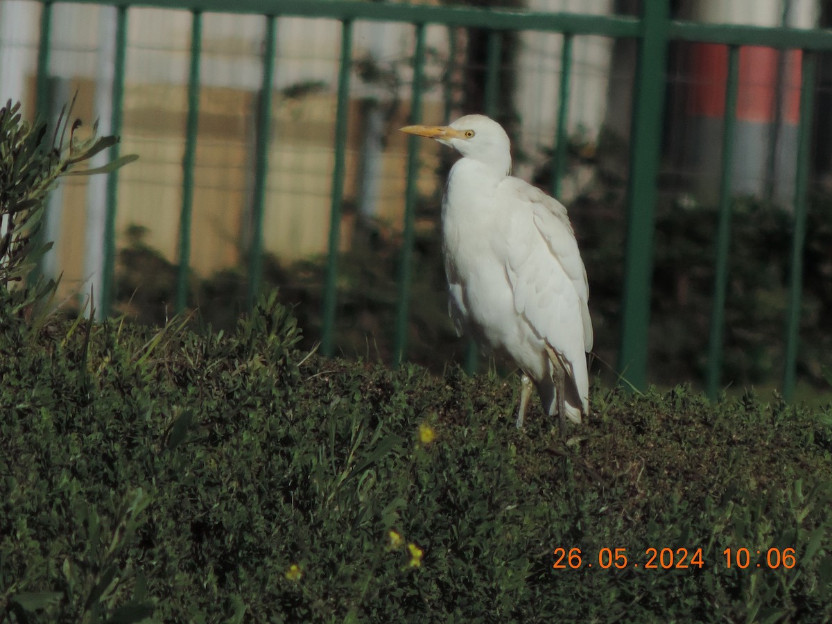 Western Cattle Egret - Ignacio Ramírez