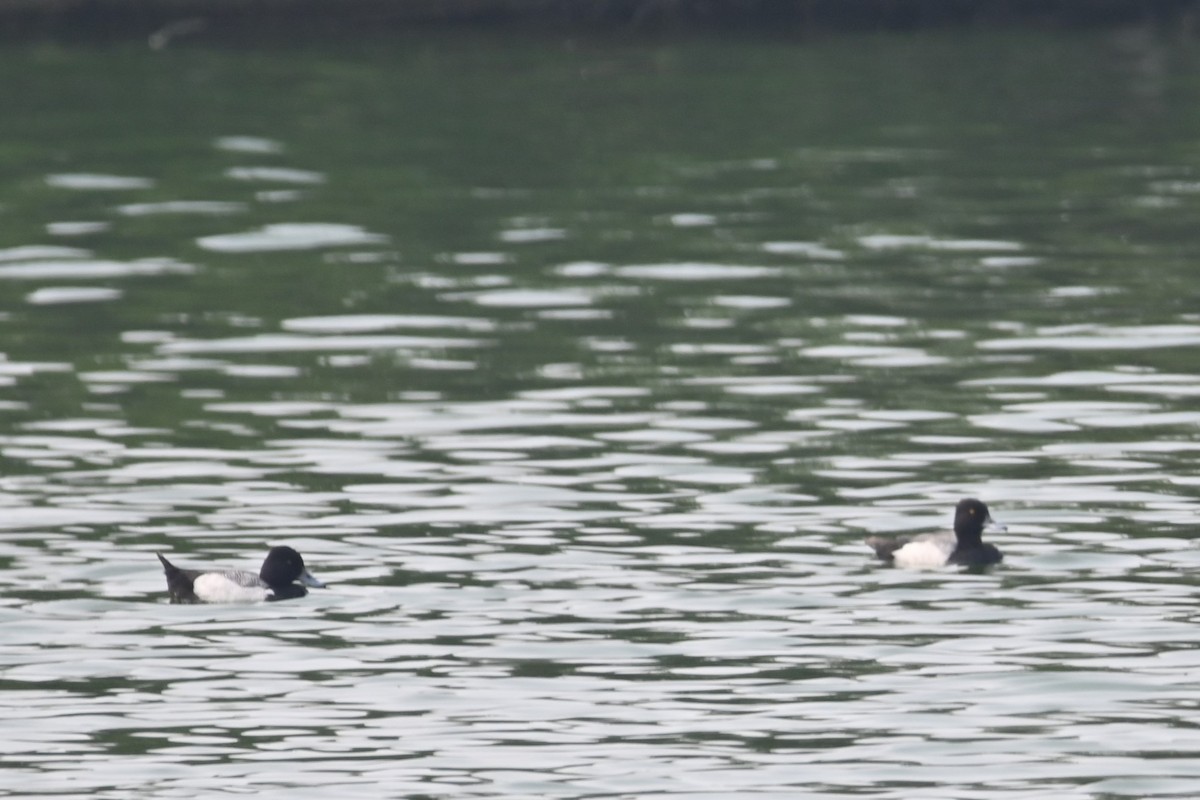 Lesser Scaup - ML619657563