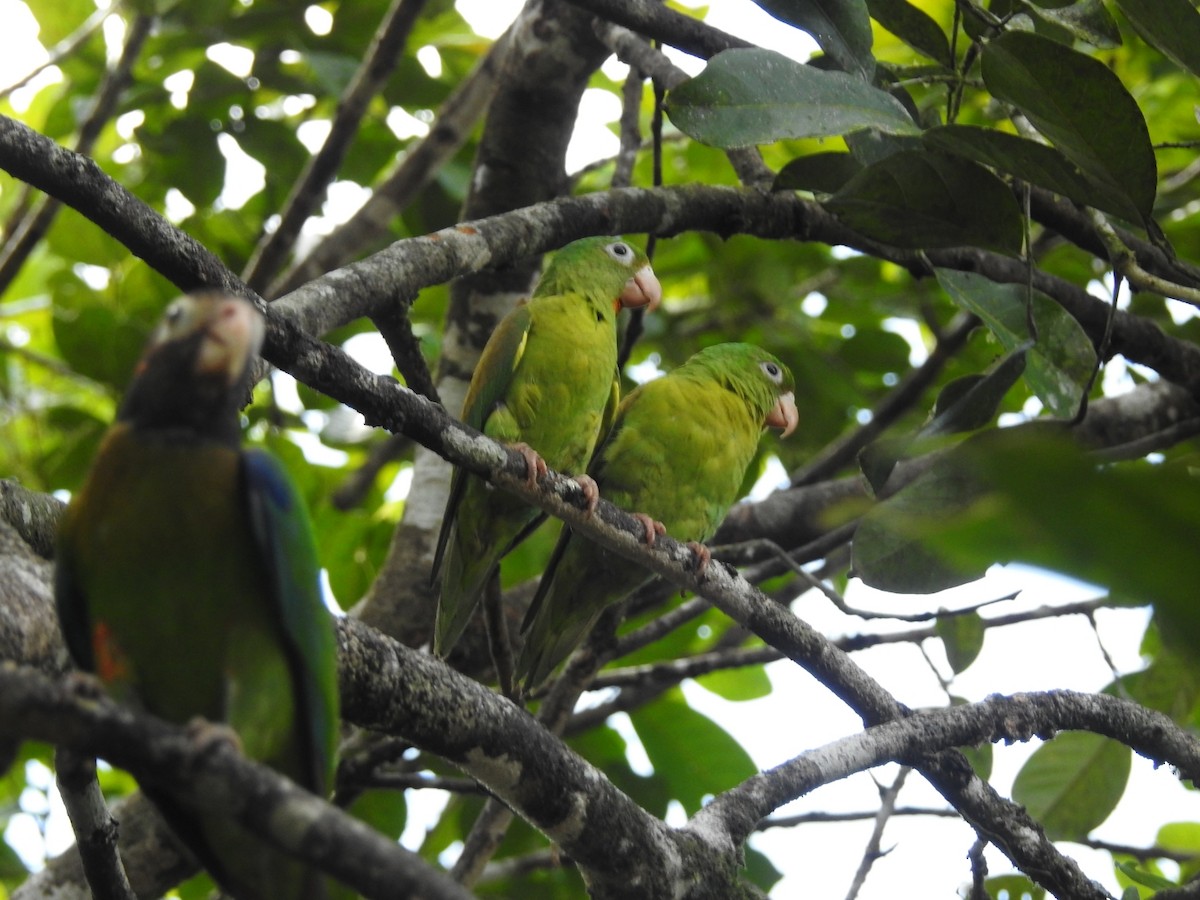 Orange-chinned Parakeet - Daniel Garrigues