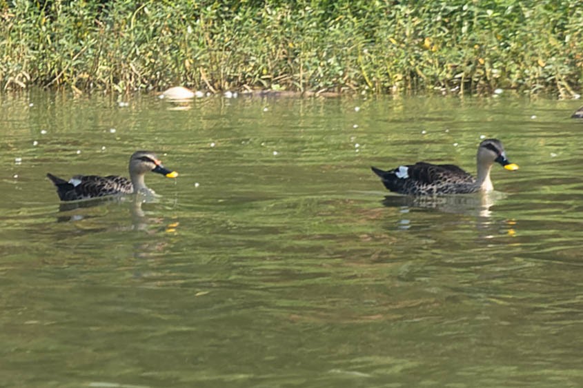 Indian Spot-billed Duck - ML619657566