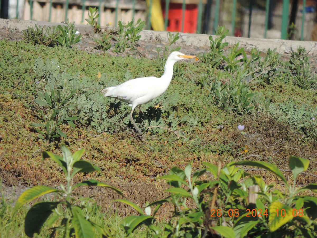 Western Cattle Egret - Ignacio Ramírez