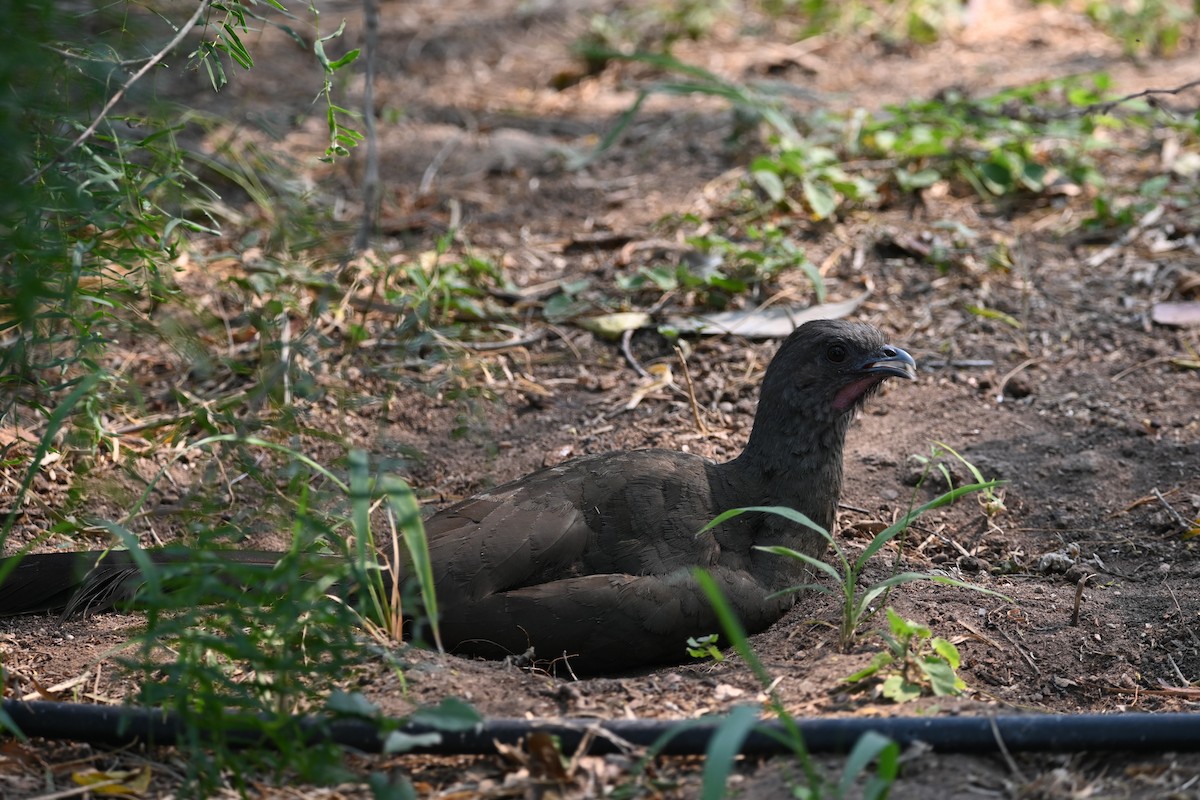 Plain Chachalaca - ML619657570