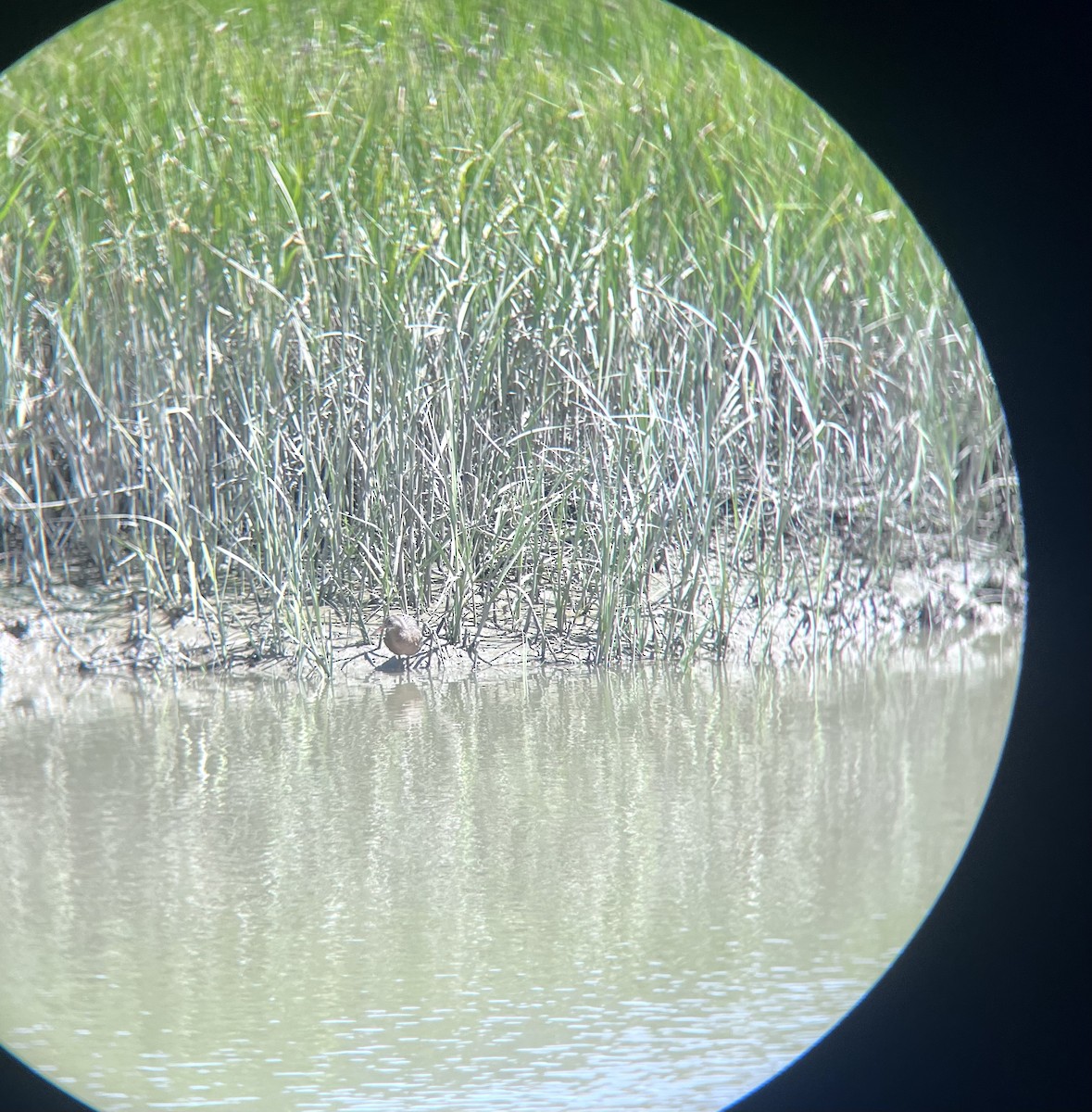 Ridgway's Rail - Ava Moreci