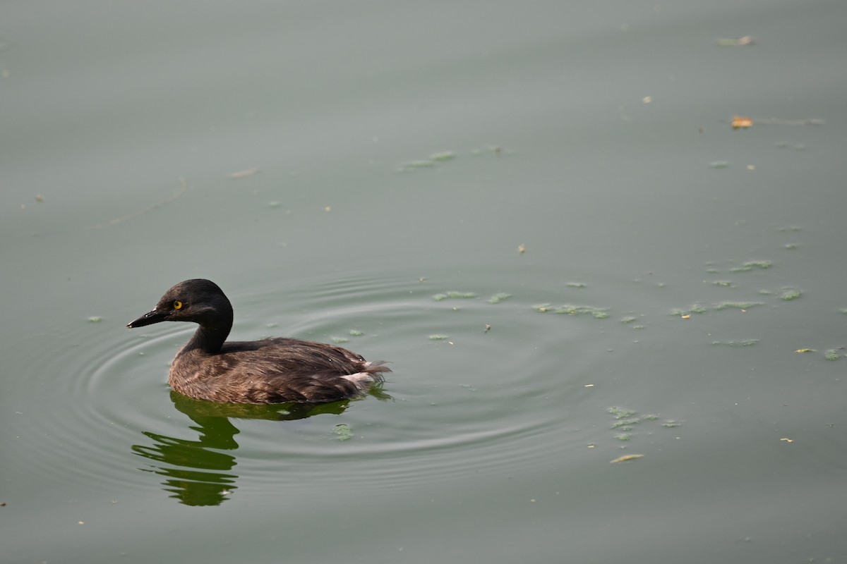 Least Grebe - ML619657578