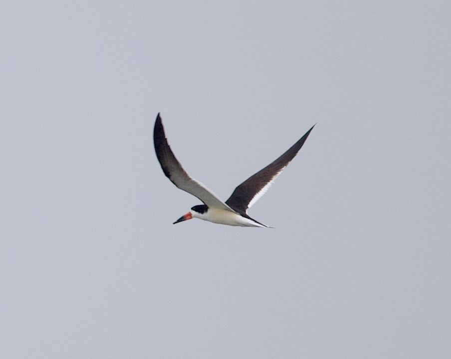 Black Skimmer - Douglas Baird