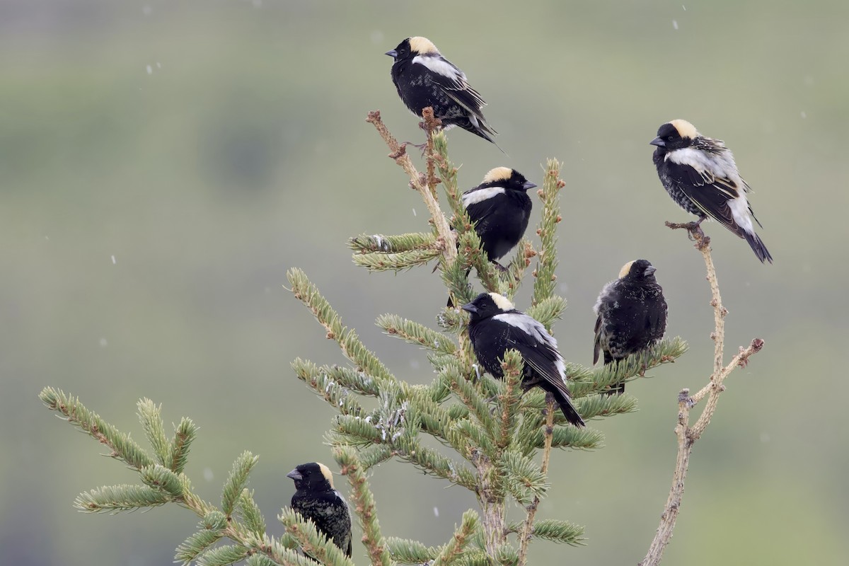 Bobolink - Trevor Churchill