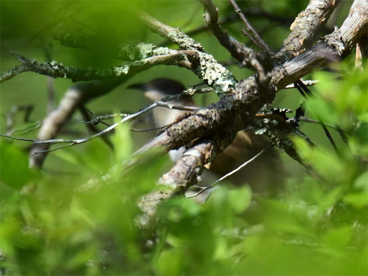 Black-billed Cuckoo - Zachary Peterson