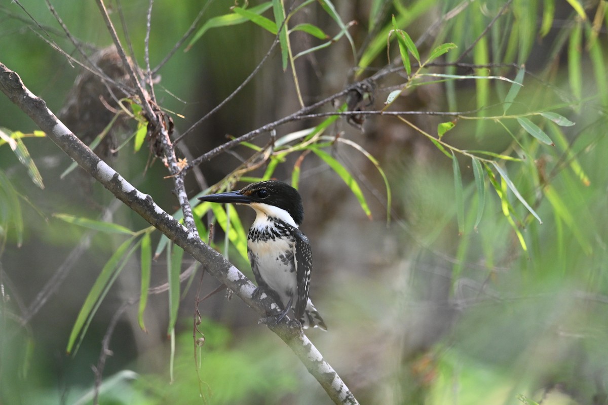 Green Kingfisher - ML619657596