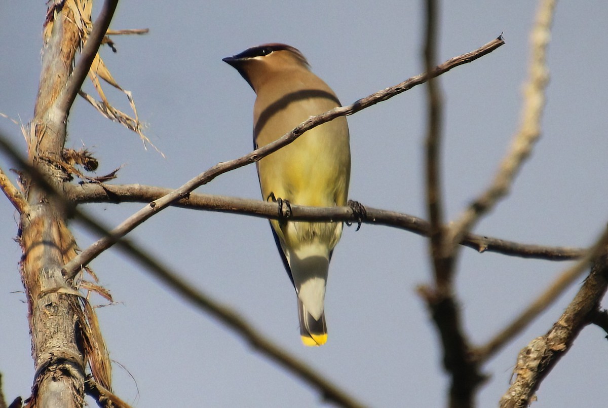 Cedar Waxwing - Elaine Cassidy