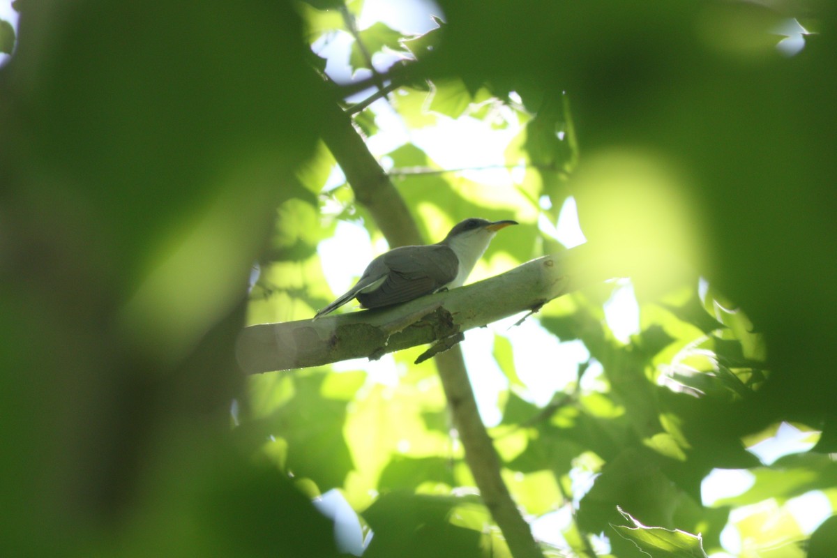 Yellow-billed Cuckoo - Samrudh Nandagopal