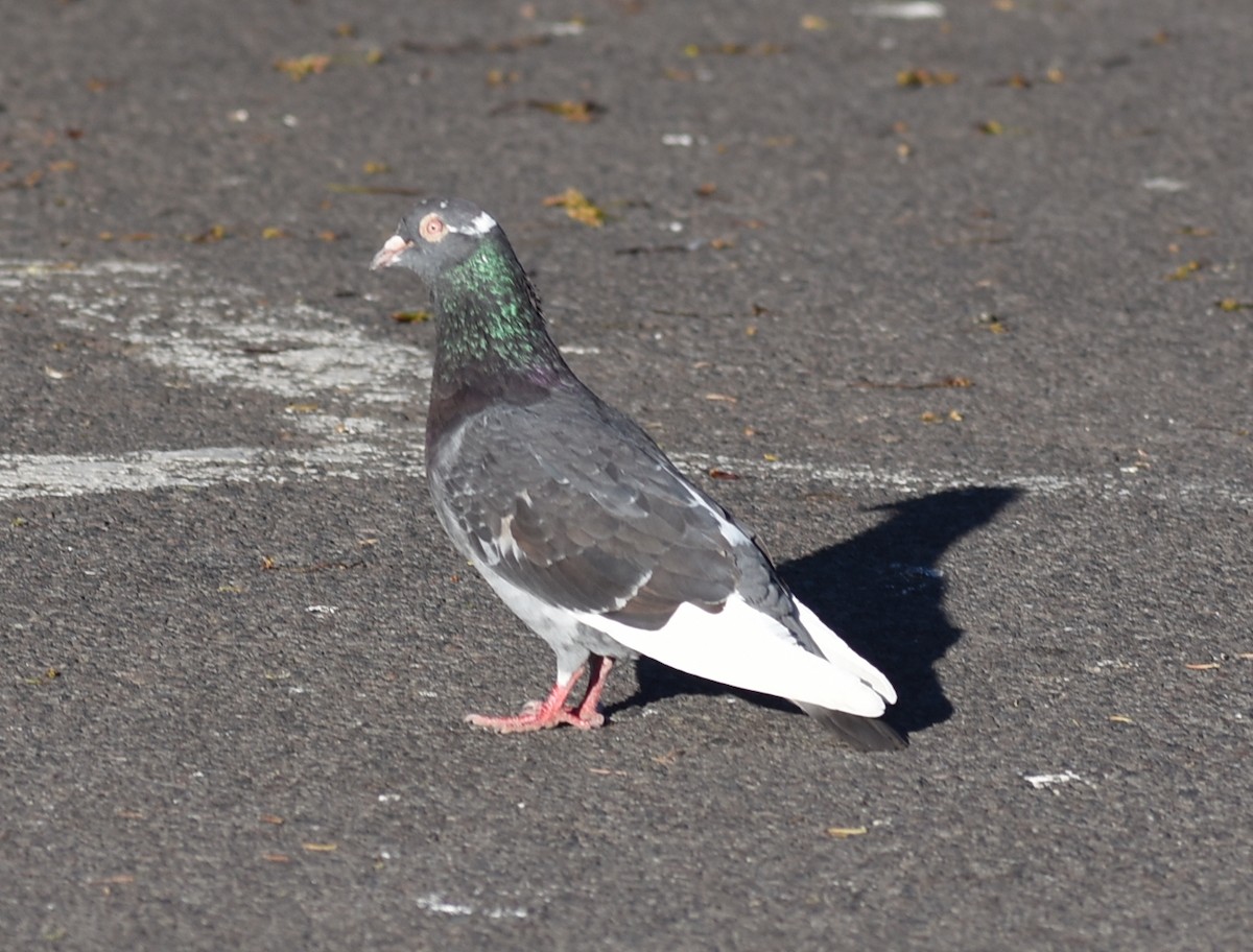 Rock Pigeon (Feral Pigeon) - M. Rogers