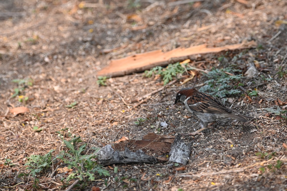 House Sparrow - Liam McGuire