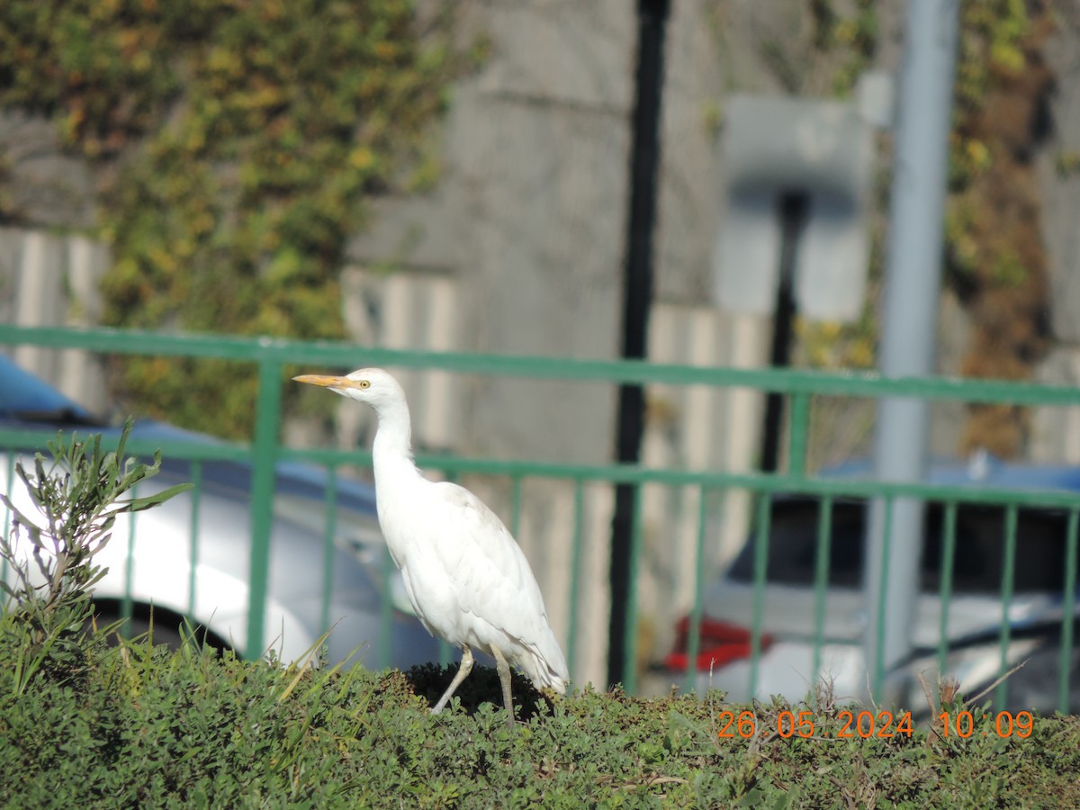 Western Cattle Egret - Ignacio Ramírez