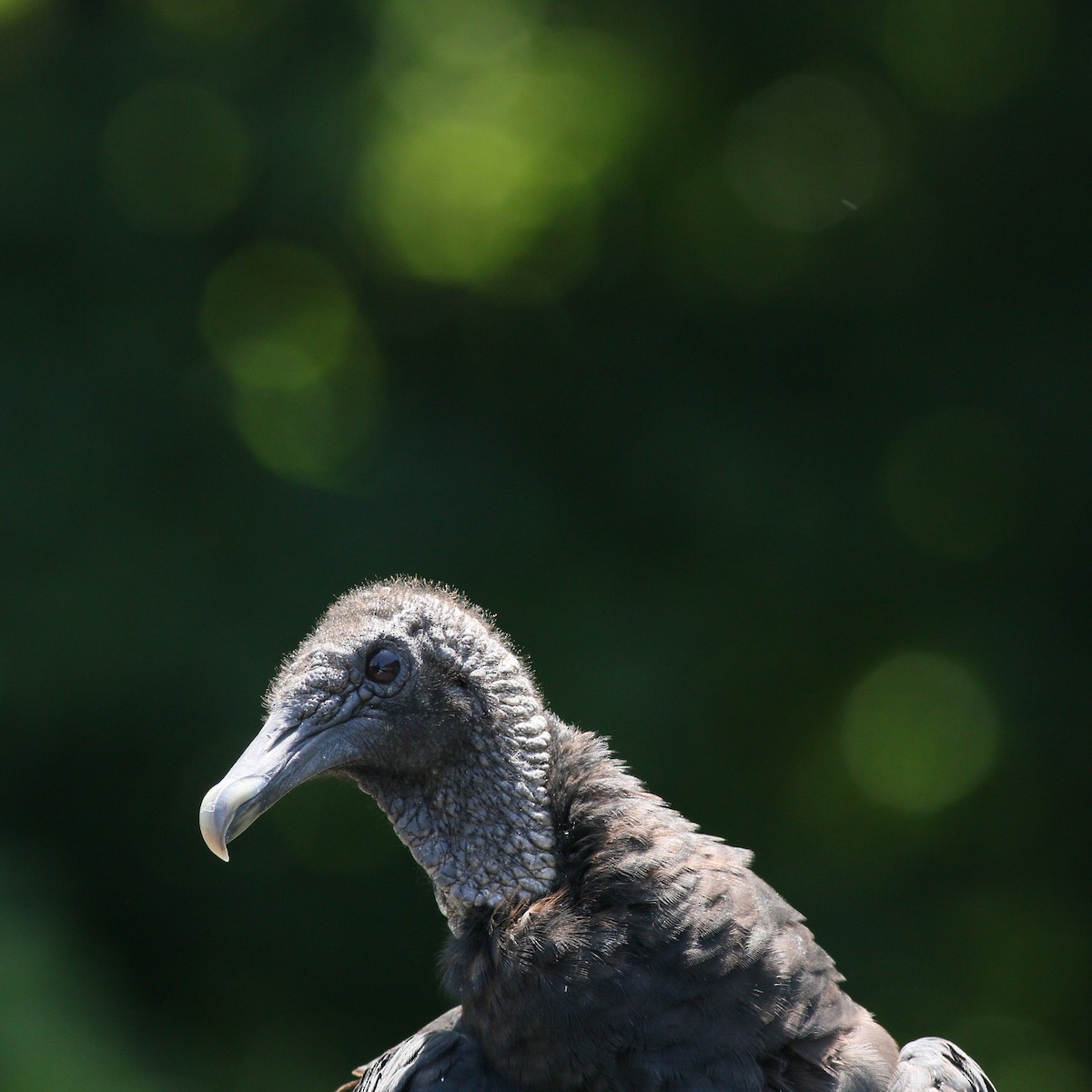 Black Vulture - ML619657609