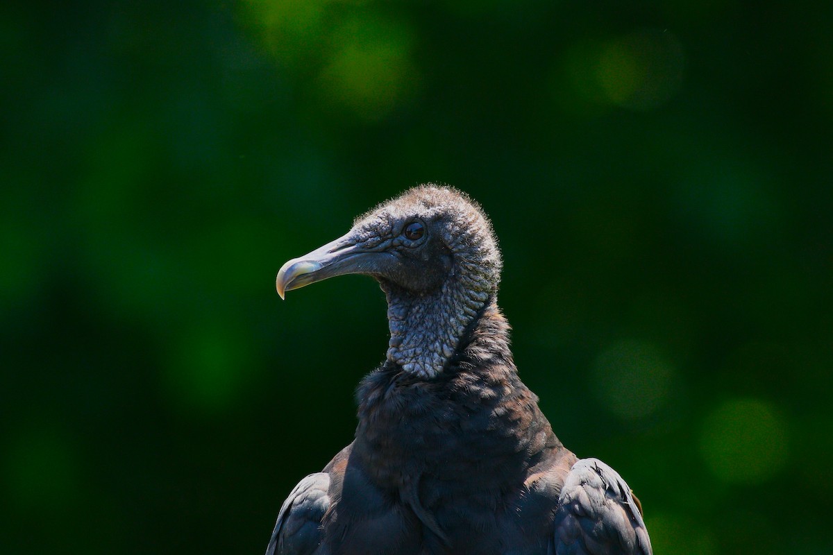 Black Vulture - ML619657610