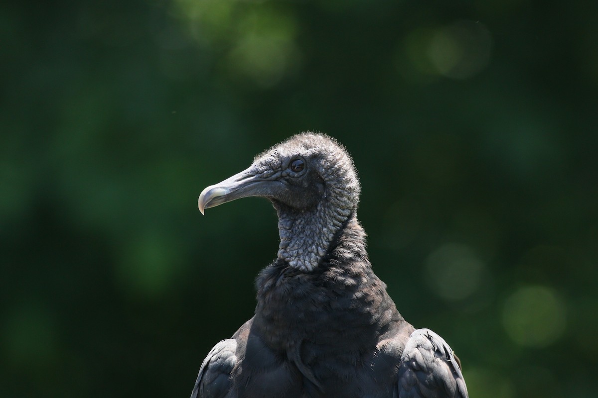 Black Vulture - ML619657611