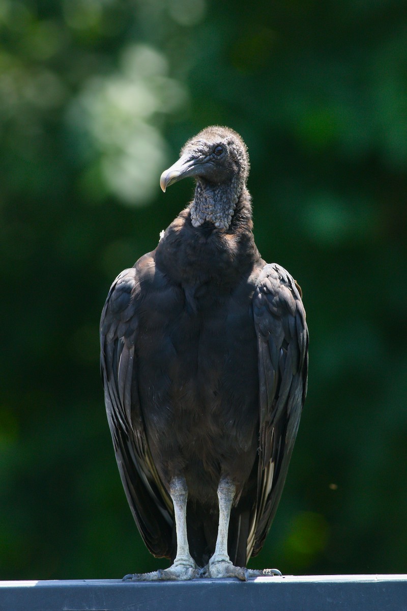 Black Vulture - ML619657612