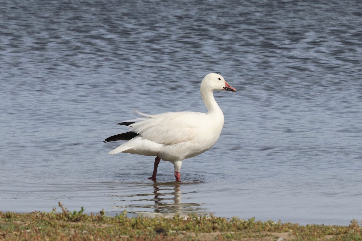 Snow Goose - ML619657614