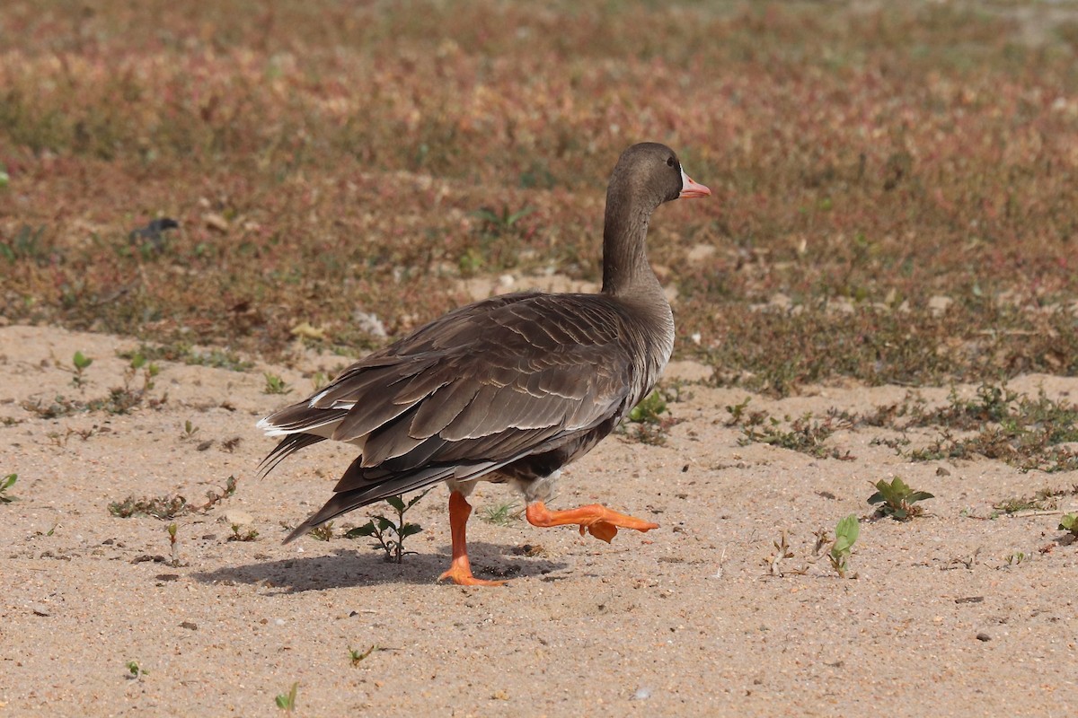 Greater White-fronted Goose - ML619657621