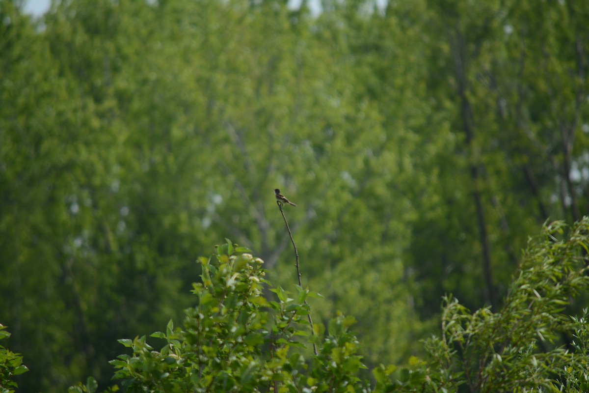 Willow Flycatcher - Brinda Datla