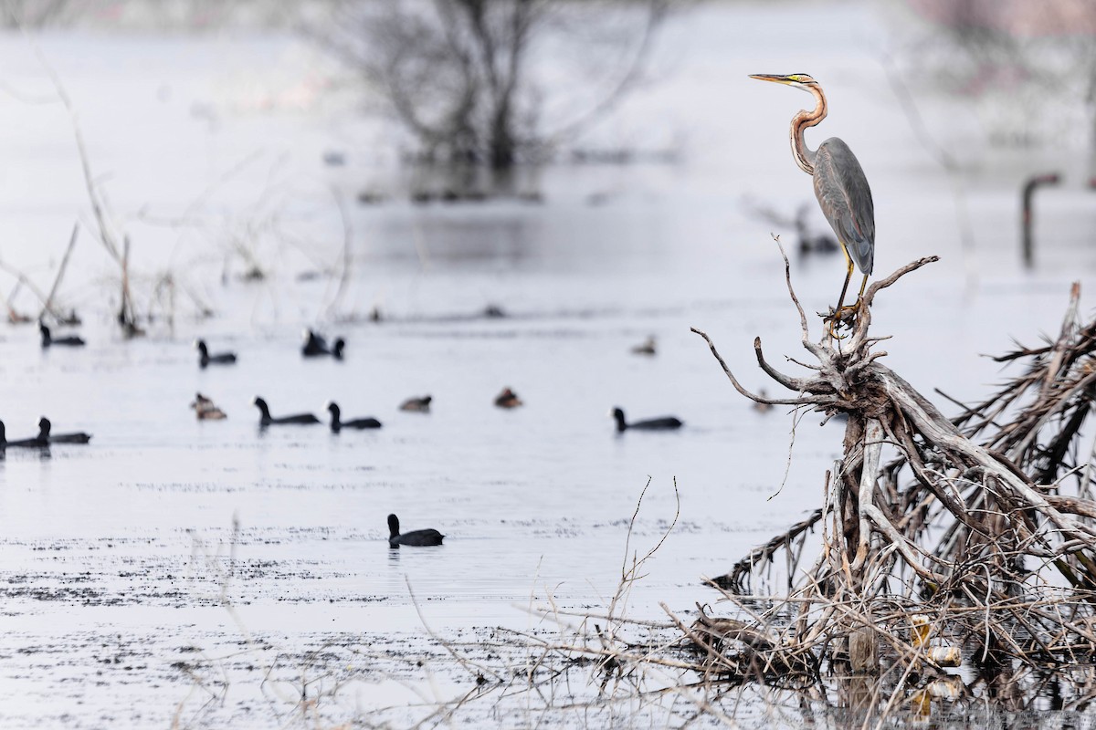 Purple Heron - Zebedee Muller