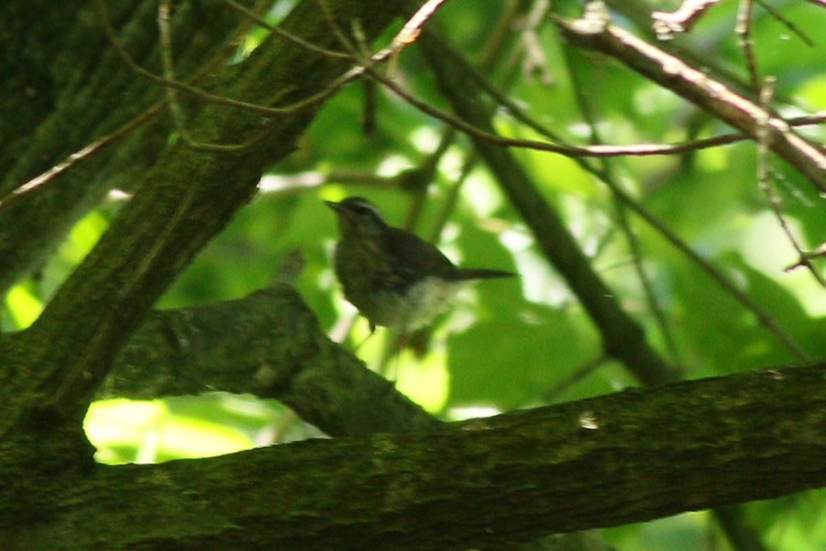 Louisiana Waterthrush - ML619657628