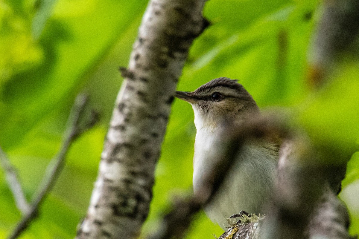 Red-eyed Vireo - ML619657630