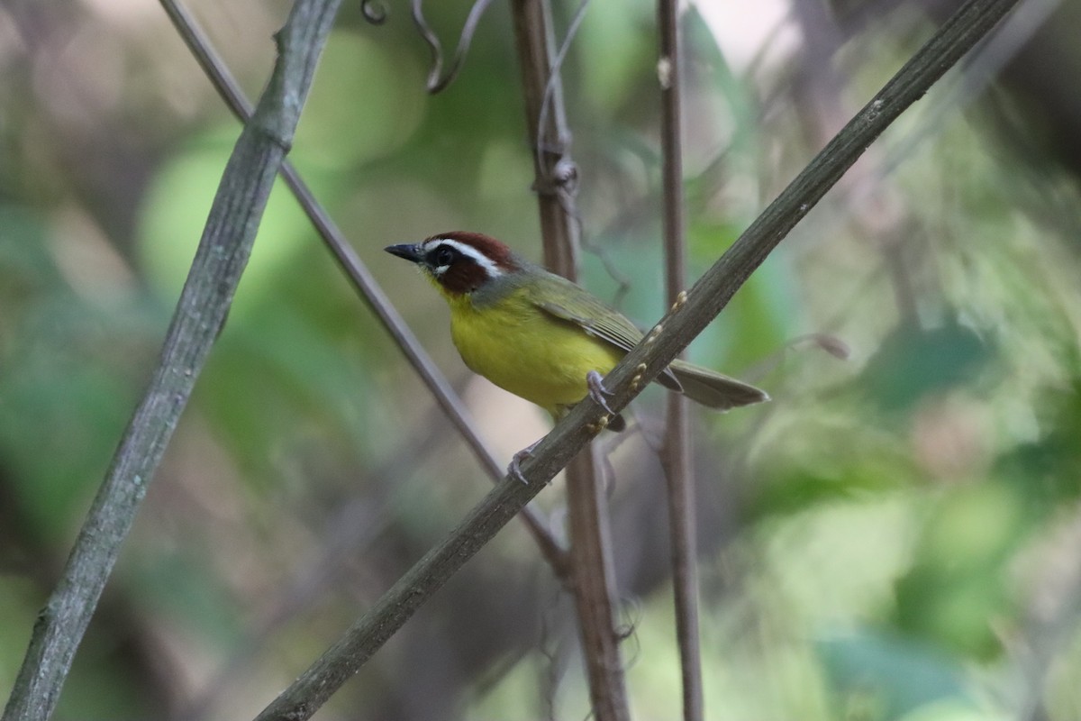 Chestnut-capped Warbler - Oliver  Komar