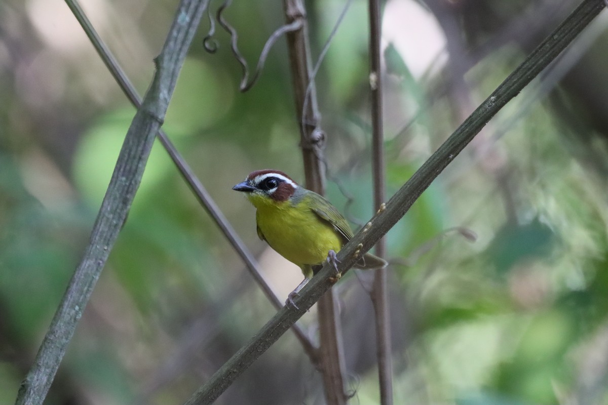 Chestnut-capped Warbler - Oliver  Komar