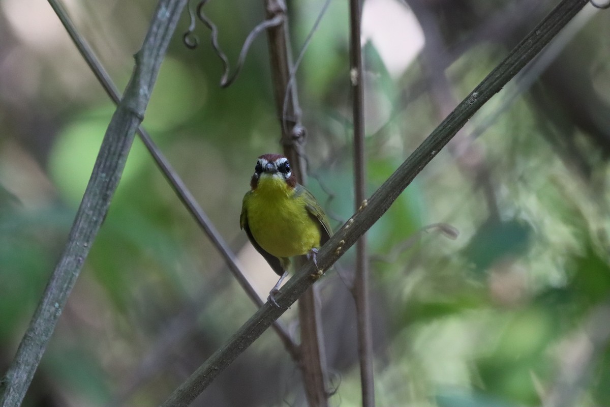 Chestnut-capped Warbler - Oliver  Komar