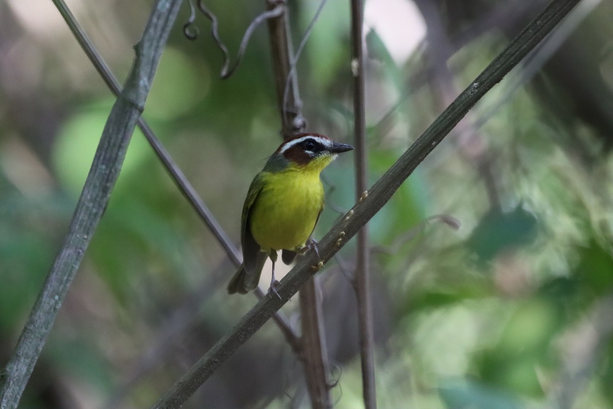 Chestnut-capped Warbler - Oliver  Komar