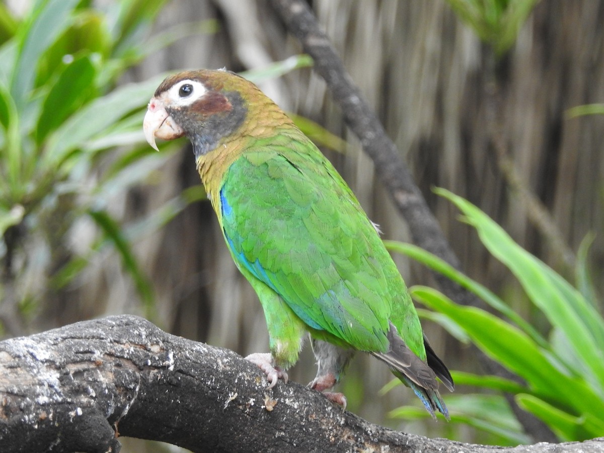 Brown-hooded Parrot - Daniel Garrigues