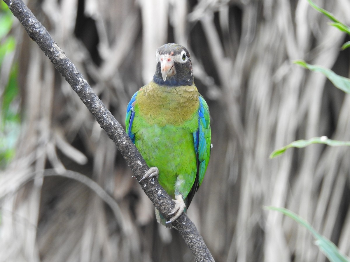 Brown-hooded Parrot - Daniel Garrigues