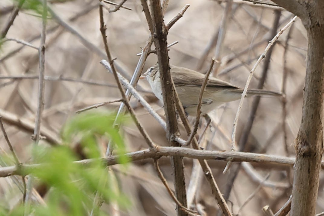 Blyth's Reed Warbler - Zebedee Muller