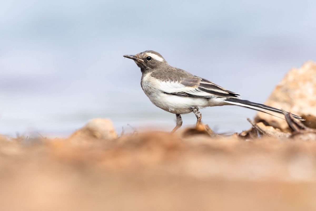 White-browed Wagtail - Zebedee Muller