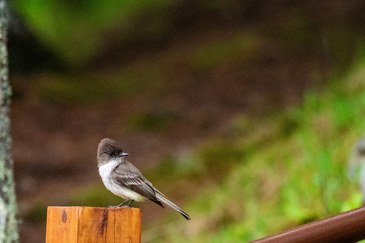 Eastern Phoebe - Joshua  Vincent