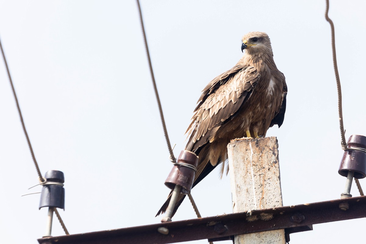 Black Kite - Zebedee Muller