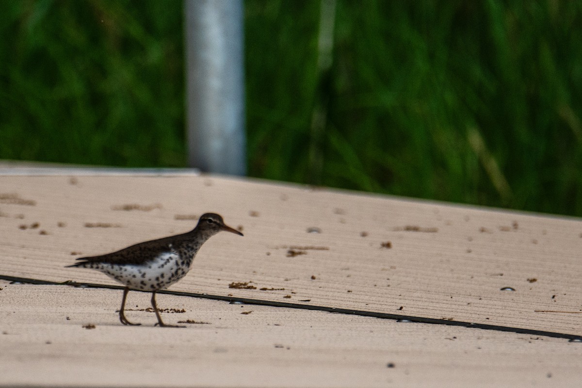 Spotted Sandpiper - Joshua  Vincent