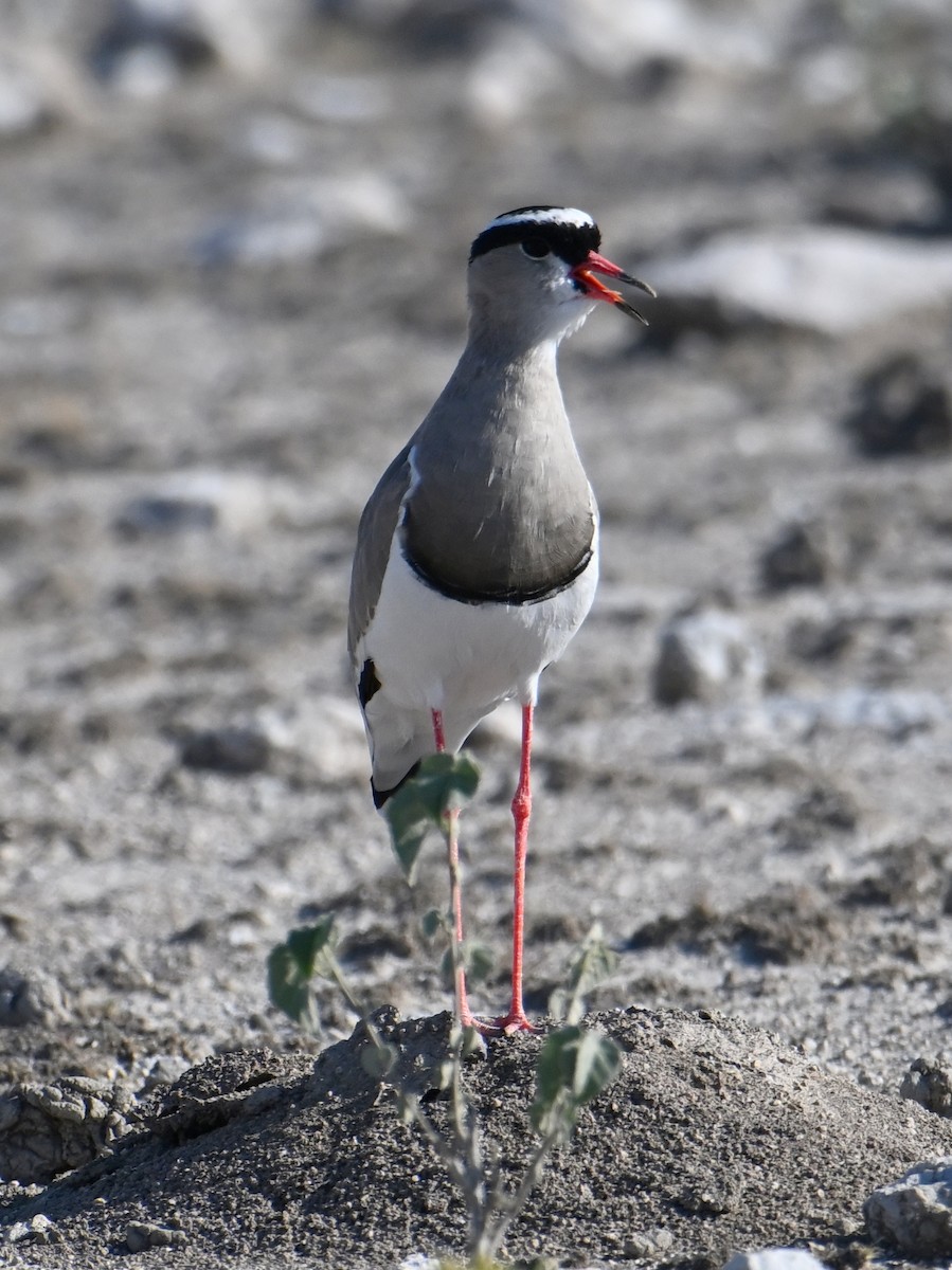 Crowned Lapwing - jerald britten
