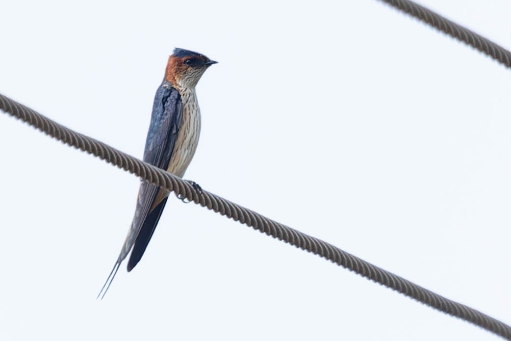 Red-rumped Swallow - Zebedee Muller