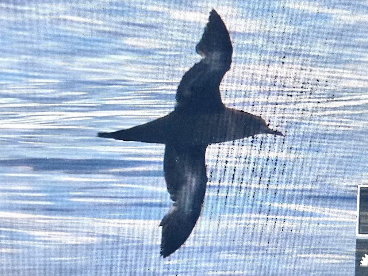 Sooty Shearwater - Carl Edwards