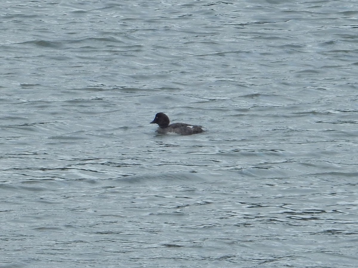 Common Goldeneye - Aidan Healey