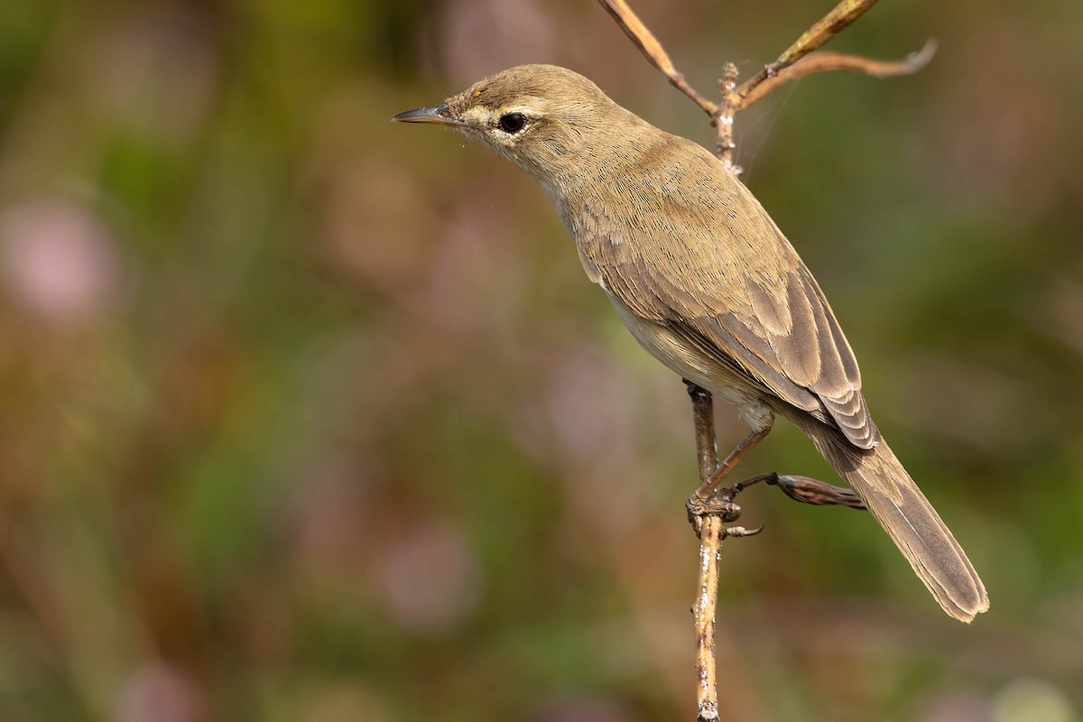 Blyth's Reed Warbler - Zebedee Muller