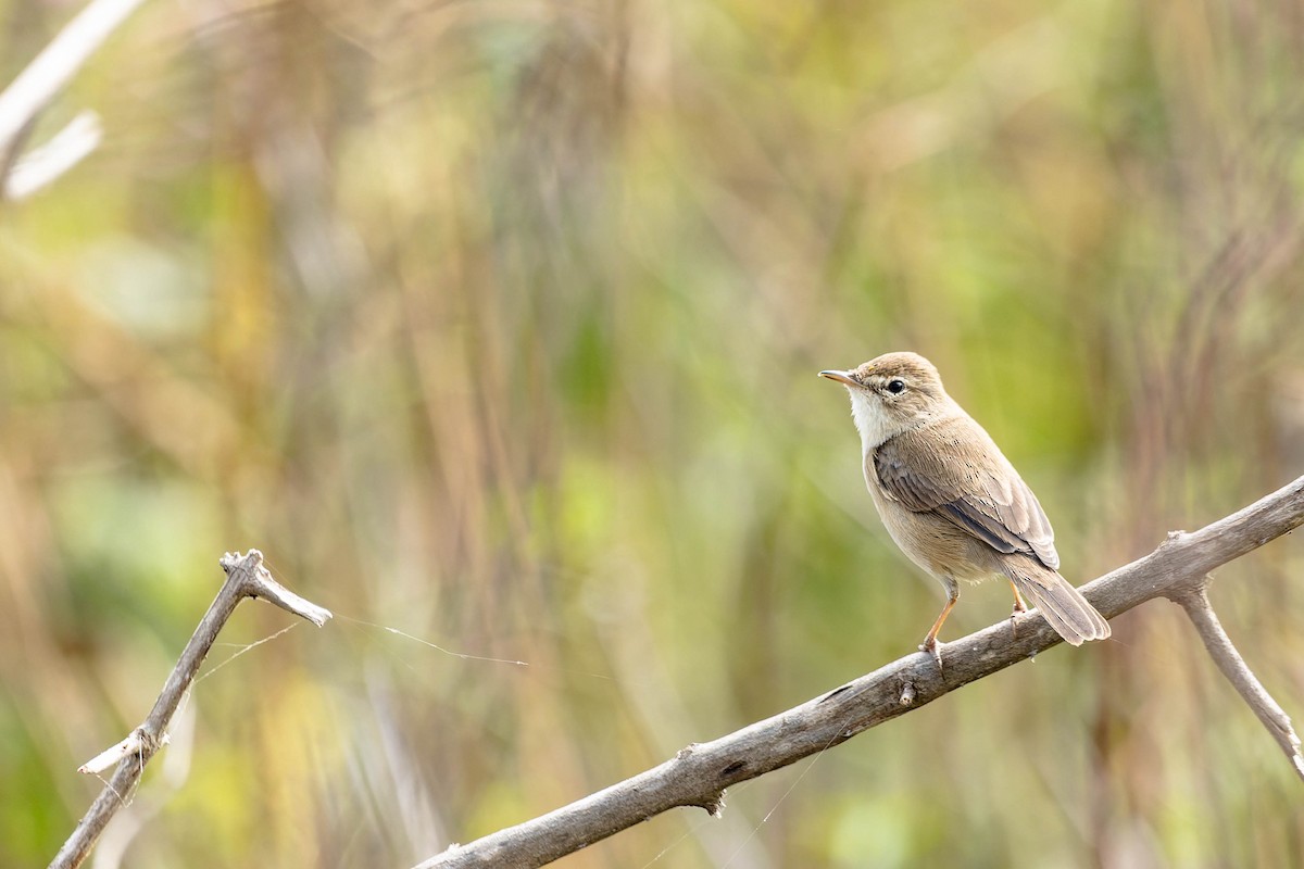 Blyth's Reed Warbler - Zebedee Muller