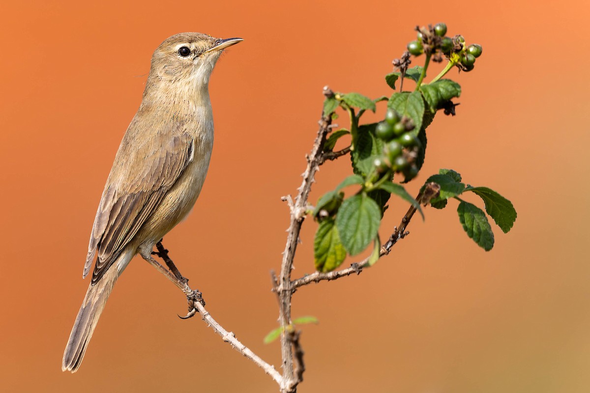 Blyth's Reed Warbler - Zebedee Muller