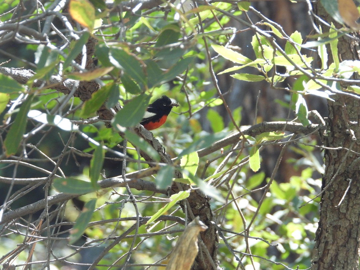 Painted Redstart - Roee Astor